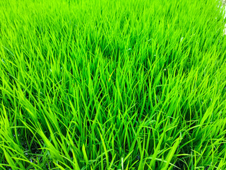 Photo of superior rice seeds flourish in standing water. Sowing rice seeds in special land to produce superior rice seedlings that are ready to be planted. Close-up.