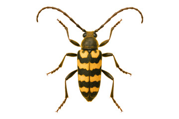 Realistic insect specimen featuring striking black and yellow colors on a transparent background