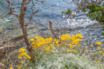 La beauté de la nature au printemps avec de belles fleurs jaunes en bord de mer