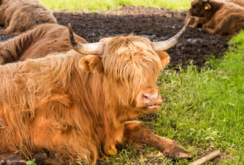 Scottish red Highland cow resting in the shade of a meadow.