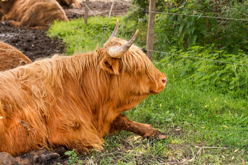 Scottish red Highland cow resting in the shade of a meadow.