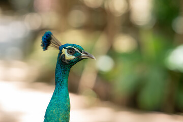 Portrait of beautiful peacock,A closeup shot of a peacock