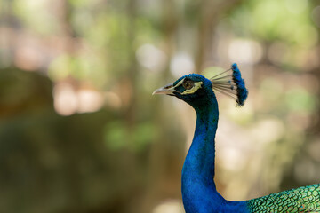Portrait of beautiful peacock,A closeup shot of a peacock