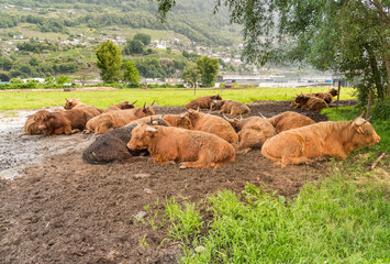 Scottish red Highland cows resting in the shade of a meadow.