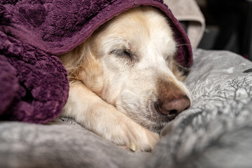 Cute Senior Golden Retriever Sleeping, Relaxing, Looking Under Blanket, Cozy Winter Dog Nap, ...