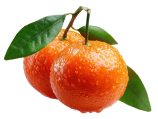 Twin Mandarin Oranges: Two ripe mandarin oranges, glistening with water droplets, cling together on a stem with vibrant green leaves.