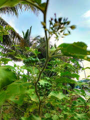 View of a pea eggplant plant with small, unripe green berries with green natural background. Vegetable plant solanum torvum with leaves, flowers, and fruits. 