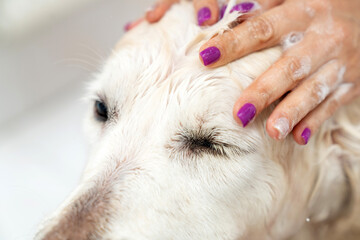 Obraz na płótnie Canvas Golden retriever dog taking bath at home. woman in the bathroom washes, washing dog and applies pet shampoo for wool rubs it with foam. Pets friendly and care concept. Showering of happy dog.