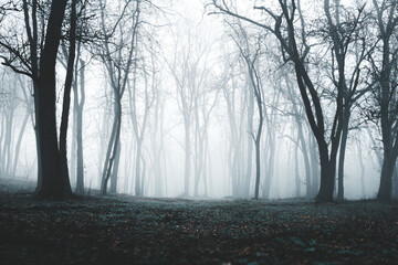 a forest with a bench in the middle of it
