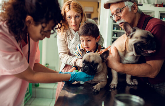 Worried family at the vet with two French bulldogs