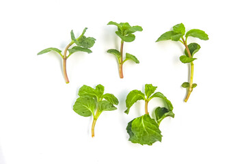 mint leaves isolated on white background