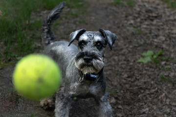 Playful miniature schnauzer enjoying a game of fetch with a tennis ball in a sunny park, embodying the simple joys of pet ownership