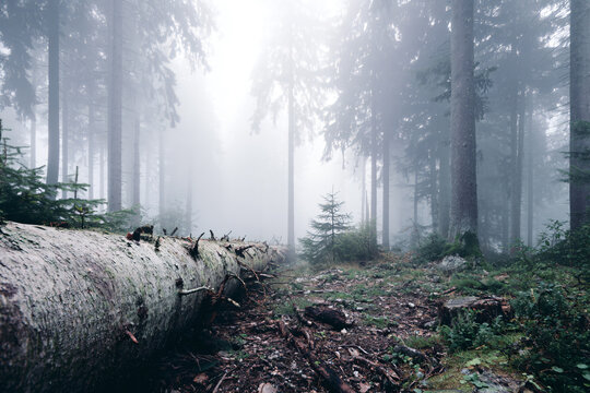 a fallen tree in a forest with fog