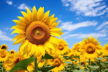 Obraz premium Sunflower outdoors blossom nature.