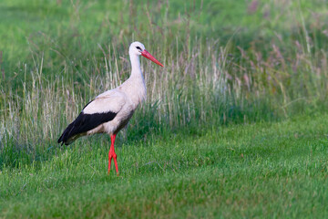 Weißstorch bei der Futtersuche auf einer Wiese
