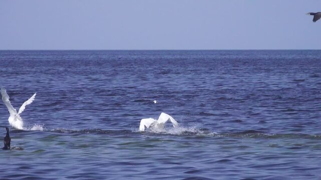 Territorial conflict between males of mute swan (Cygnus olor). The border of the territory on the water is visible in connection with the direction in a threatening position. Baltic sea