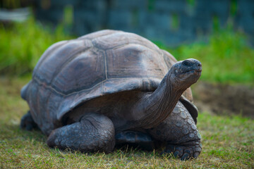 Obraz premium Majestic Aldabra Giant Tortoise in Natural Habitat, Peacefully Roaming Under Lush Green Surroundings and Soft Daylight on a Tropical Island
