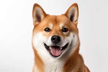 Smiling shiba inu mammal animal pet.
