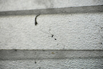 A delicate spider and its web against a corrugated white surface.