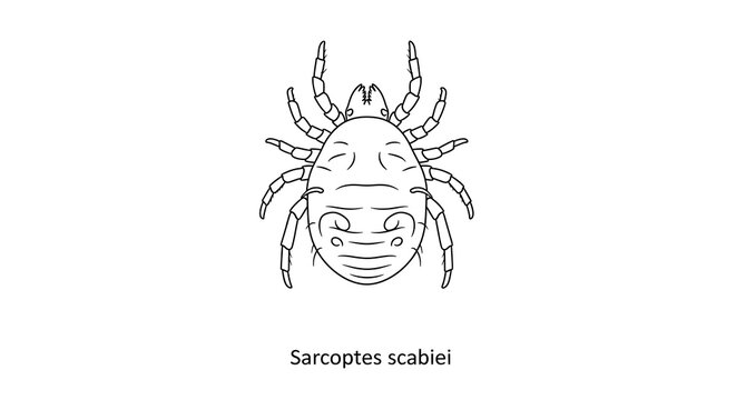 Detailed Black and White Line Drawing of the Sarcoptes Scabiei M