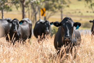 wagyu angus cows Mixed Herd of Healthy Beef Cattle Grazing on Lush Green Pasture. Regenerative...