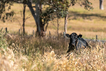 herd of cows in a field grazing on green lush pasture. Expansive Australian Farm Landscape with a...