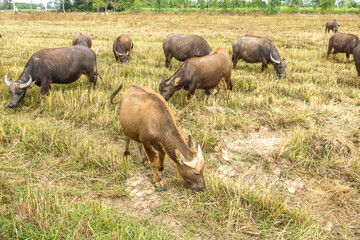Many thai buffalo.A herd of buffalo is eating grass in the field.