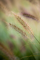 illustrations vegetales