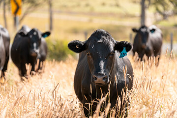 wagyu angus cows Mixed Herd of Healthy Beef Cattle Grazing on Lush Green Pasture. Regenerative...
