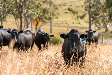 wagyu angus cows Mixed Herd of Healthy Beef Cattle Grazing on Lush Green Pasture. Regenerative...