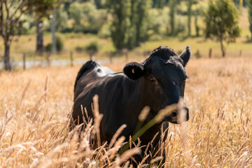 wagyu angus cows Mixed Herd of Healthy Beef Cattle Grazing on Lush Green Pasture. Regenerative...