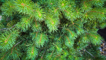 Vibrant Green Pine Branches in Natural Lighting good for multimedia background showcasing their detailed needles