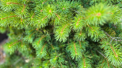 Vibrant Green Pine Branches in Natural Lighting good for multimedia background showcasing their detailed needles