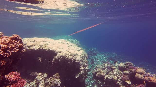 Bluespotted Cornetfish or Fistularia commersonii glides over the coral reef in Red sea in Egypt. Smooth flutemouth above coral reef