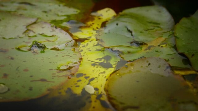 A young frog sits on a lily pad while tadpoles swim around it. The froglet straightens up and looks directly into the camera.