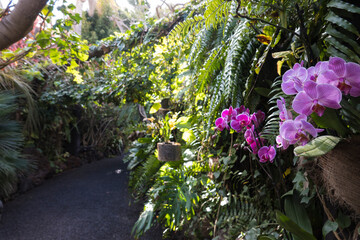 Path through a lush tropical botanical garden on Tenerife Canary Islands with various orchids, ferns and palm trees.