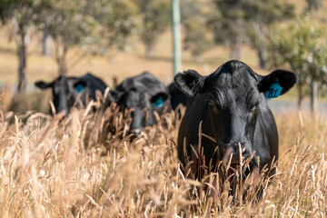 wagyu angus cows Mixed Herd of Healthy Beef Cattle Grazing on Lush Green Pasture. Regenerative...
