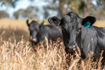 wagyu angus cows Mixed Herd of Healthy Beef Cattle Grazing on Lush Green Pasture. Regenerative...