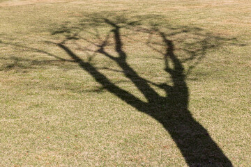 Sharp shadow of a leafless tree cast on dry grass in daylight creating a high-contrast abstract...