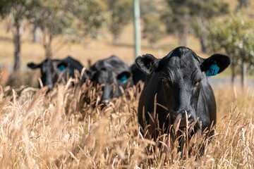 wagyu angus cows Mixed Herd of Healthy Beef Cattle Grazing on Lush Green Pasture. Regenerative Sustainable Australian Agriculture, Responsible Livestock Farming, and Natural Environment in Australia