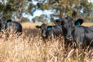 wagyu angus cows Mixed Herd of Healthy Beef Cattle Grazing on Lush Green Pasture. Regenerative...