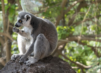 Close up of Ring Tailed Lemur, Lemur catta eating fruit, sitting on the rock. Selective focus, green tree background