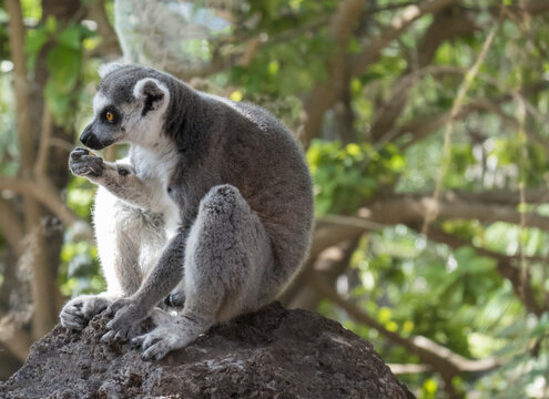 Close up of Ring Tailed Lemur, Lemur catta eating fruit, sitting on the rock. Selective focus, green tree background
