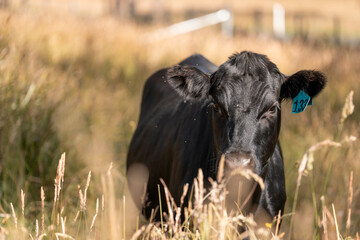 wagyu angus cows Mixed Herd of Healthy Beef Cattle Grazing on Lush Green Pasture. Regenerative...
