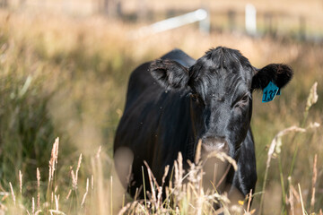 wagyu angus cows Mixed Herd of Healthy Beef Cattle Grazing on Lush Green Pasture. Regenerative...