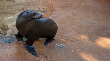 Close up pregnant female sea lion out of the water, enjoying the sun after bath
