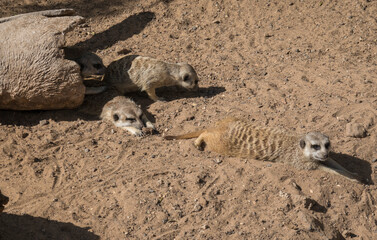 Group of meerkat or suricates, Suricata suricatta lying on sand in front of wooden log nest.