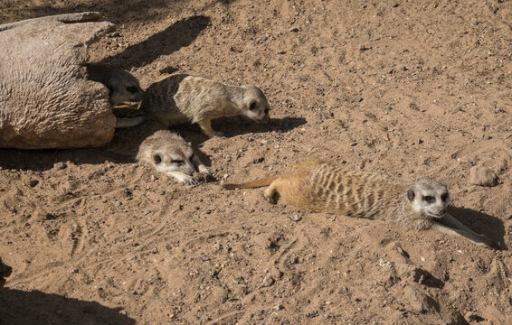 Group of meerkat or suricates, Suricata suricatta lying on sand in front of wooden log nest.