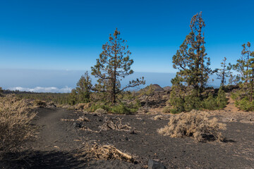 Winter view on volcano Pico del Teide with snow spots from hiking trail Samara. Mountains and lava fields with pine tree forest, blue sky. El Teide National Park, Tenerife, Canary Islands, Spain