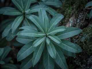 Lush green tropical plant leaves nature background